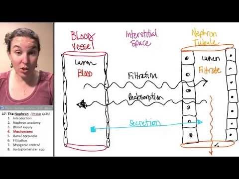 Nephron 4- Mechanisms