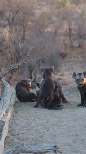 Cub chaos 😍😍 The hyena den is BOOMING with multiple litters of cubs playing and causing havoc - and we can't get enough! It might just be our favourite place to be right now 👏 Who can honestly watch a scene like this and not fall in love with hyenas? Not us.... Share or tag someone who misunderstands these incredible creatures and CHANGE THEIR MIND 🥳 📹 @jrwildlifephotography | Klaserie Drift Safari Camps
