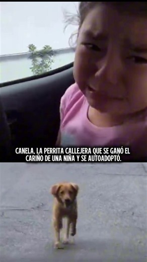 🥹🐶❤️ A veces, un pequeño encuentro puede cambiar una vida para siempre. Una niña comenzó a acercarse a una perrita de la calle a la que llamó Canela, por su hermoso pelaje. Entre juegos y cariño nació un vínculo muy especial. 🐾 Un día, Canela subió al carro junto a la niña… y parecía haber tomado una decisión: ese sería su hogar. 🏡❤️ Hoy Canela vive rodeada de amor y cuidados. Quizás para muchos era una perrita más en la calle, pero para una niña era la amiga que estaba esperando encontrar. 