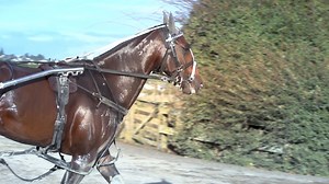 "For him to come from last and still round them up it was a great effort" - Mark Purdon reflecting on Akuta's run in the Northern Derby Prelude. The TAB Trackside team met Mark Purdon at his Pukekohe base to talk all things Akuta. The team will be hoping the story of a strong Northern Derby Prelude has a fantastic epilogue! | Harness Racing New Zealand