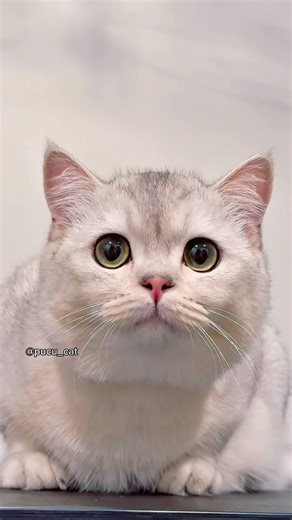 Cat Vibing to Music 🎶 | Funny Cat Head Bop #cat #britishshorthair #cats