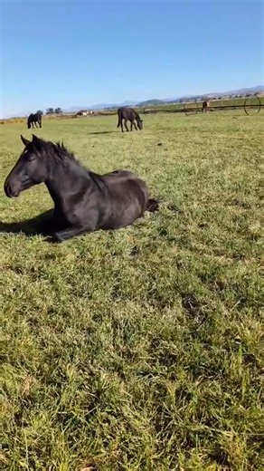 Scratch that whole body! ❤️🐴 BELLA🐴❤️ | 1 Horse At A Time Draft Horse Rescue