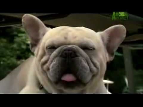 Dogs 101: The French Bulldog (Animal Planet)