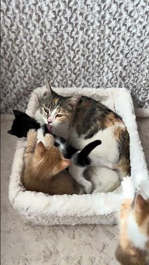 Mama Cat Taking Care of Her Happy Kittens 🐱❤️