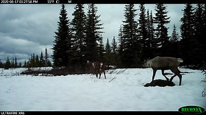 Merry Christmas from Jasper National Park and our reindeer (caribou)! 🦌🦌🦌🛷🎅 | Jasper National Park