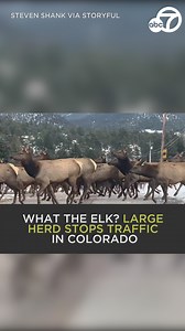 69K views · 1.5K reactions | What the elk? Drivers in Estes Park, Colorado, were stopped in their tracks when a large herd of elk rushed across a roadway! ⛔歷 | ABC7 | Facebook