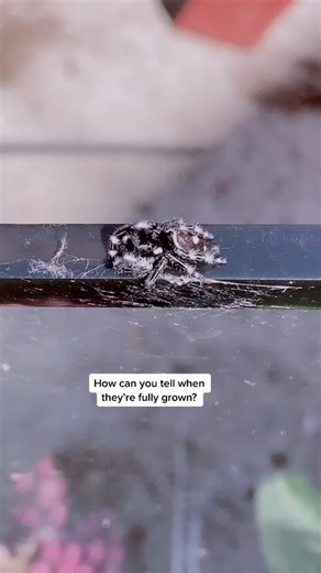 Adorable Baby Jumping Spider Growth Stages