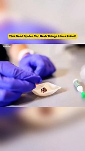 Scientists Turn Dead Spiders Into Robots! scientists have created a robot using a dead spider’s body. this spider robot can move its legs just like it was alive! would you try this creepy invention? #science #robotics #spider #creepy #innovation #weirdfacts #technology #experiment #shorts #reels #didyouknow #instareels #tranding | HiddenLogic