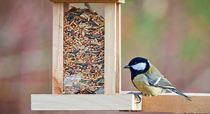 Attirez les oiseaux dans votre jardin en 6 étapes faciles : découvrez les astuces qui fonctionnent vraiment !