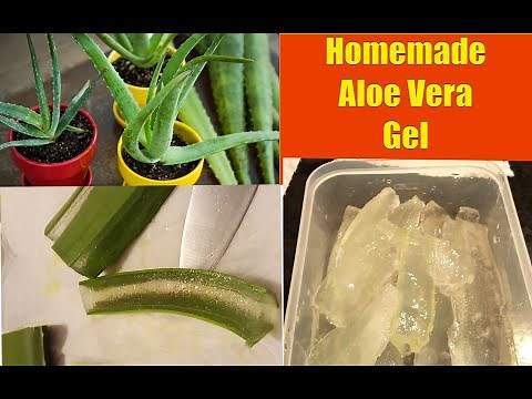 Aloe Vera Plants: Extracting Gel From Aloe Vera Plants At Home! Shirley Bovshow