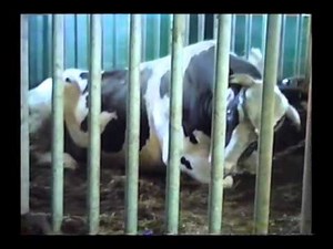 Trips to Elmwood, Gray-View and Pinehurst Farms.