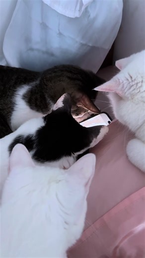 Nag-away pa nga dahil sa pekeng butiki.🐾🤣 #cat #catsoftiktok #catlover #cattok #fyp