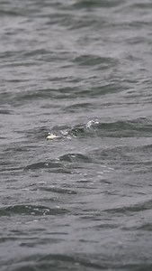 2.3K reactions · 66 shares | The Doc loves the Chop. Topwater explosions in rough water are the best. : @508bass #onthewatermagazine #stripedbass #topwater | On The Water Magazine | Facebook