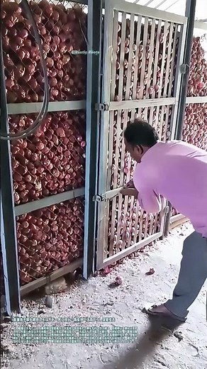 倉庫格子扉を開放し玉ねぎを一気に放出：農産物一括荷下ろし保管技法