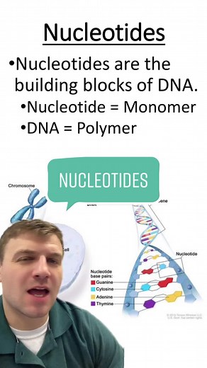Understanding Nucleotides: Building Blocks of DNA
