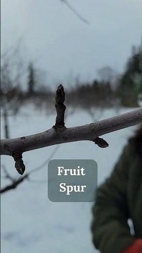 Spring Fruit Tree Pruning: Vegetative Growth VS Fruit Spurs! Do you know how to ID them? #fruitspurs