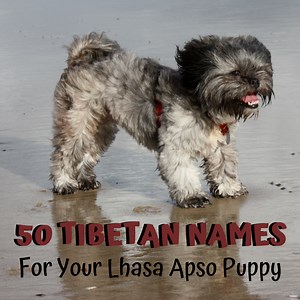 50 Cool Tibetan Dog Names for Your Lhasa Apso Puppy
