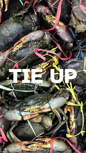 🔗 CRAB TYING 101 🔗 Ever wondered how to tie up a crab safely and efficiently? 🦀 Watch our step-by-step guide to mastering this essential skill for any crab enthusiast! Perfect for seafood lovers and aquaculture pros alike. 🌊🐚 Interested to learn more about aquaculture? Or to even explore the trade as a career? ⁠ ⁠ Contact us now at 60163764369 or sales@ras-aquaculture.com #CrabTying #SeafoodSkills #AquacultureTips #CrabLife #rasaquaculture