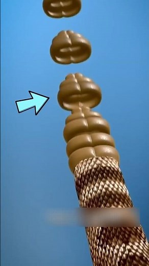 What’s REALLY Making That Rattlesnake Sound? Snake Sound Explained!😱