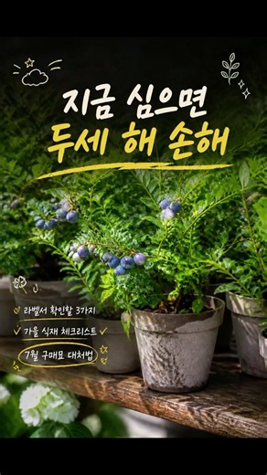 하스카프베리 묘목, 지금 심으면 늦는 이유