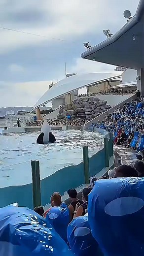 35K views · 483 reactions | Jessica’s Orca Reveals The Truth | A Bond Stronger Than Life. #JessicaLegend #OrcaFamily #HeartbreakingTruth #ViralStory #EmotionalBond | Jessica | Facebook