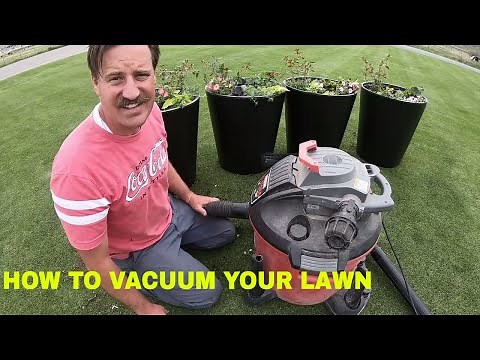How to VACUUM YOUR LAWN