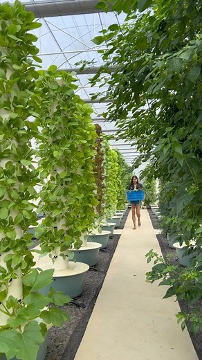 Agrotonomy on Instagram: "Vertical farming in the Philippines 🇵🇭. Introducing King Tower Farm, an innovative aeroponic farm set up by none other than the visionary Angie Mead King. As a partner of Agrotonomy, Angie is revolutionizing the way crops are grown in tropical climates using aeroponic towers. King Tower Farm: @kingtowerfarm Angie Mead King: @angiemeadking #verticalfarming #philippines #agriculture #horticulture #towergarden #aeroponics #farming #hydroponics #horticulture #greenhouse"