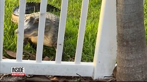226K views · 2.8K reactions | A Florida homeowner captured the moment a hissing six-foot alligator slithered its way through Bill Geiger Jr.'s backyard fence. | Inside Edition | Facebook