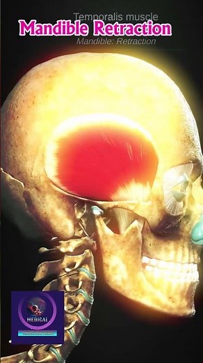 Temporalis Muscle in Motion | Mandible Retraction Explained