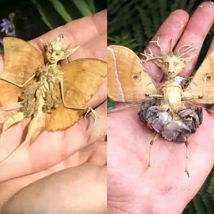 135K views · 1.3K reactions | ✨ "Forest fairy" or a creature from another world?  These shots shocked the entire internet: some are convinced this is proof of mysticism, while others shout it's a fake.  And what do you say? Do you believe in miracles or not? 樂 Amazing photos and shocking details — read it all in the comments  | Cute Animals | Facebook