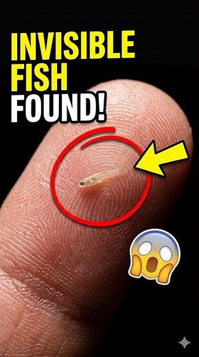 The smallest animal in the world is almost INVISIBLE
