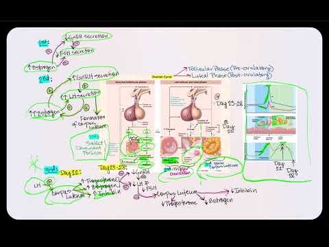 Lecture Video 6: Female Reproductive System
