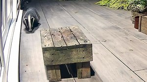 191K views · 4.1K reactions | Oh my, Cuteness Overload!  I think this is Boo seeing her reflection for the first time 藍說❤️ | Mr Lumpy & Friends. | Facebook