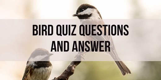 81 Fascinating Bird Quiz Questions And Answers (4 Hard Stages)