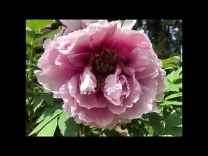 懐かしい映画音楽14曲