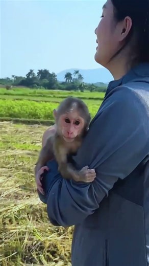 Bibi monkey verry smart #bibi #lala