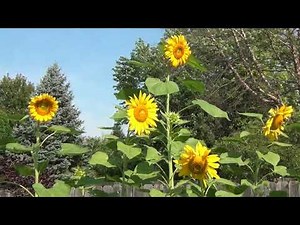 Time-Lapse: Growing Giant Sunflowers in Backyard Garden (Ohio)