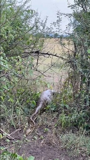 Huge Python Swallow Human 😭😭 #animation