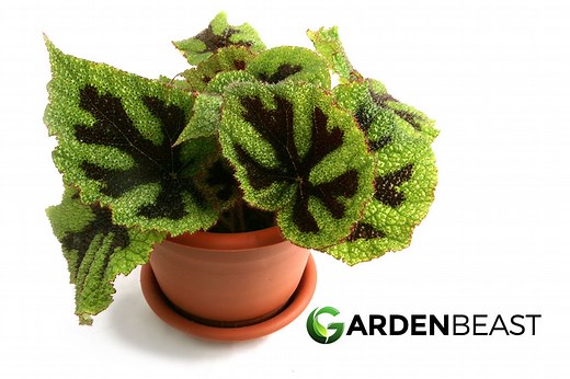 Iron Cross Begonia Guide: How to Grow & Care for “Begonia masoniana”
