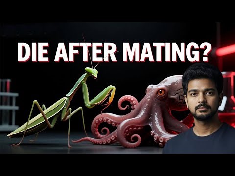 Sex That Leads to Death | The Science Behind It