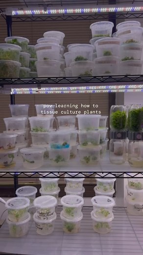 1.1K views · 53 reactions | Ready for new tissue culture master...