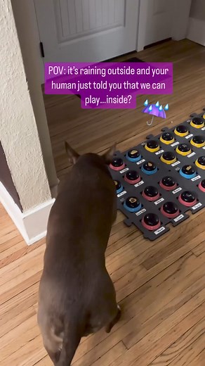 7.8K views · 221 reactions | For some reason I can imagine Stella saying "say WHAAAT?"  When I told her we had to play inside because it was raining, she clearly was not impressed. Her response: "Play inside, what? Outside." How does your dog react when it's raining out? Do they love it or want nothing to do with it?  | Hunger for Words | Facebook