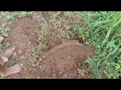 Appa kuta seitha work