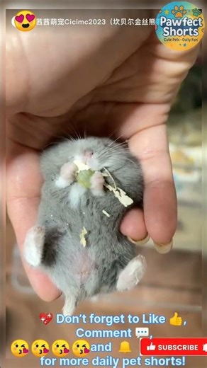“Adorable Pet Mice Showing Love 🐭❤️ | Tiny but Heartwarming Moments!”