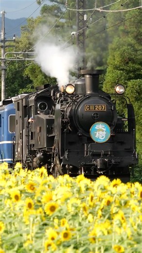 4Kshorts 東武鉄道「SL大樹・上り８号」ひまわり見頃！倉ヶ崎通過 Tobu-Railway Steam locomotive C11 in Kuragasaki Sunflower field