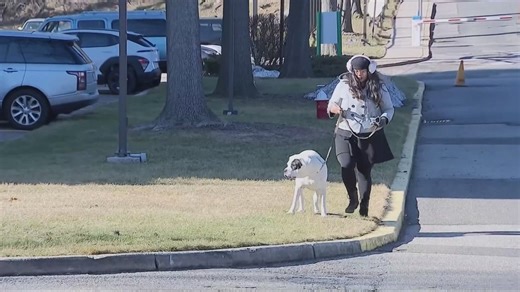 This company is testing the DNA in dog poop to find which owners aren't picking it up