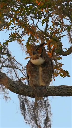 Vikrant Urs on Instagram: "Those talons aren’t just weapons — they’re tools. 🦉✨ I watched this great horned owl pause mid-rest, lift a foot like it had all the time in the world, and give itself the most precise scratch. Same claws that can crush prey… now doing a gentle little “itch check,” feather by feather. That’s the part I love—how something built for power can also be so delicate. And then… the scratch ends. It settles back in. And gives me that look. Like, “You got what you came for?” �