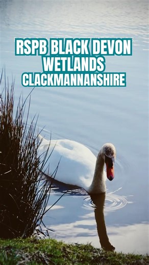Visit RSPB Black Devon Wetlands, Clackmannanshire. #scotlandtravel