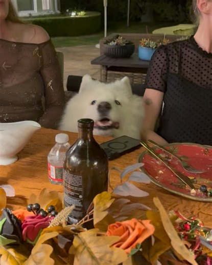 Randy Fifield on Instagram: "The more the merrier .. unexpected guests for dinner and dessert made our holiday extra special!! Happy Thanksgiving!! #love #holiday #thanksgiving #pup #dogs #dinner #family #funnyvideos #foodie #selfie #friday #saturday #grateful #inspiration @napleslifestylemag @palisadesvillage @lexaluthor @samantha.sinclair.fifield @lukegoldstein @eddiemitsou @suzettebernstein @gayweber @neighbors_of_kenilworth @chicago @theambassadorroom @ari_westward360 @sinclairapts @svn_subu