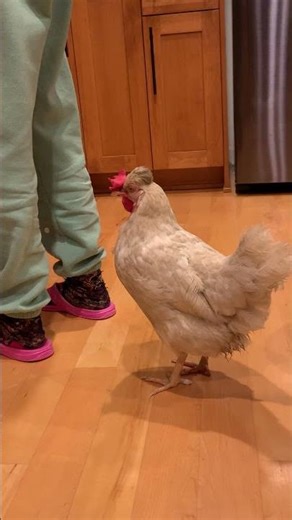 Dumbo Begs for Some Treats